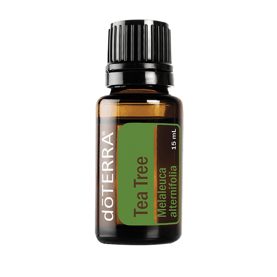 Tea Tree 15 ml Malelauca alternifolia.png